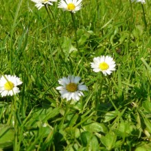 Bellis perennis