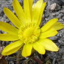 Adonis vernalis