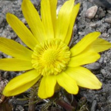 Adonis vernalis | květ