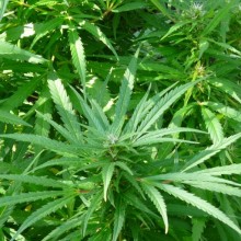 Cannabis sativa var. indica