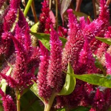 Celosia argentea | květ