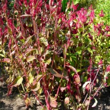 Celosia argentea