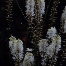 Cimicifuga racemosa | květ