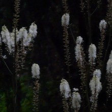 Cimicifuga racemosa cordifolia