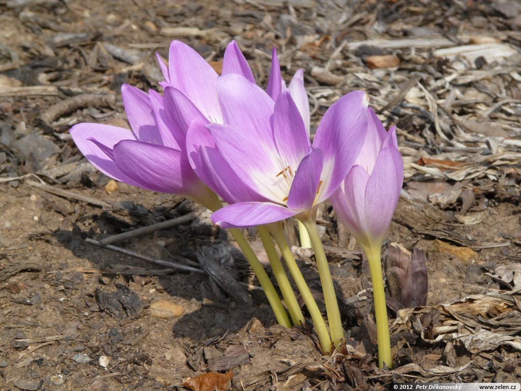 colchicum_speciosum_01.jpg