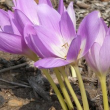 Colchicum speciosum