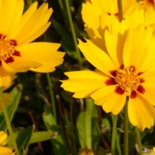 Coreopsis grandiflora 'Heliot'
