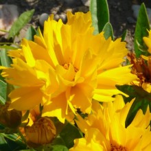 Coreopsis grandiflora 'Presto'