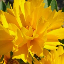 Coreopsis grandiflora 'Presto'