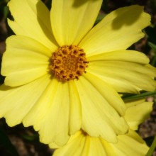 Coreopsis hybr. 'Full Moon'