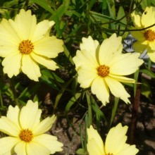 Coreopsis hybr. 'Full Moon'