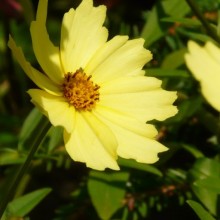 Coreopsis hybr. 'Full Moon'
