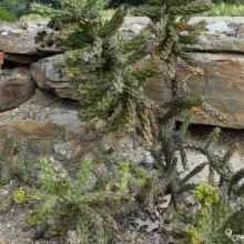 Opuntia imbricata