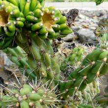 Opuntia imbricata