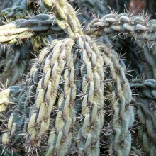 Opuntia imbricata