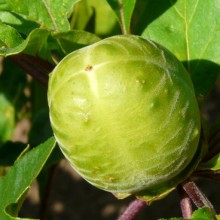 Datura quercifolia