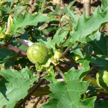 Datura quercifolia