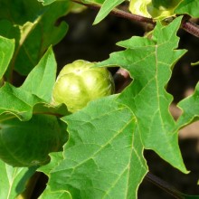 Datura quercifolia