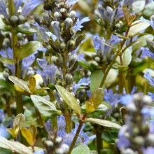 Ajuga reptans