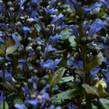 Ajuga reptans