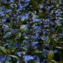 Ajuga reptans