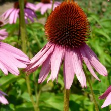 Echinacea purpurea 'Baby Swan Pink'