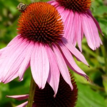 Echinacea purpurea 'Baby Swan Pink'