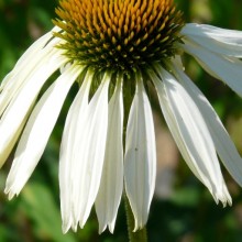 Echinacea purpurea 'Lucky Star'