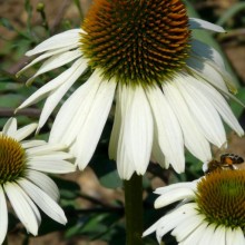 Echinacea purpurea 'Lucky Star'