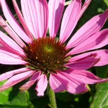 Echinacea purpurea 'Mars'