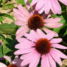 Echinacea purpurea 'Prairie Splendor'