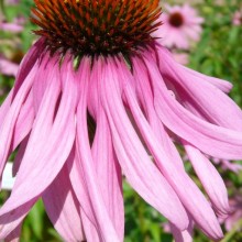 Echinacea purpurea 'Prairie Splendor'