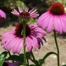 Echinacea purpurea 'Prairie Splendor'