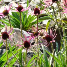 Echinacea tennesseensis 'Rocky Top Hybrids'