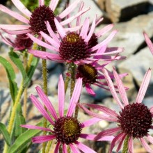 Echinacea tennesseensis 'Rocky Top Hybrids'