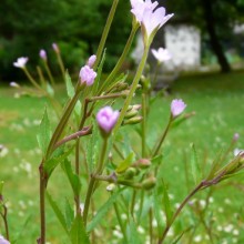 Epilobium montanum