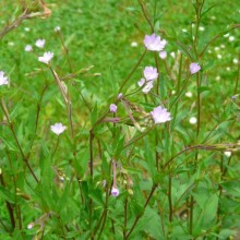 Epilobium montanum