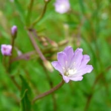 Epilobium montanum