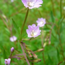 Epilobium montanum