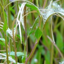 Epilobium montanum