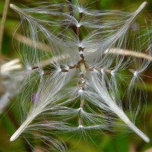 Epilobium montanum