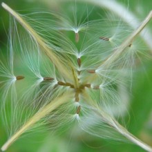 Epilobium montanum