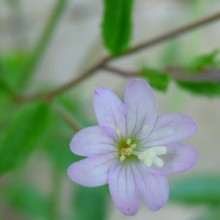 Epilobium montanum