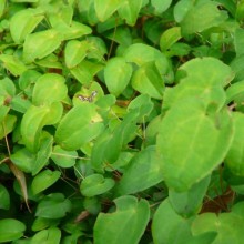Epimedium grandiflorum 'Nanum'