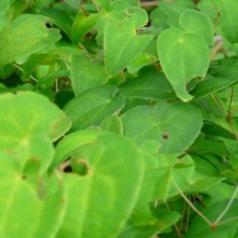 Epimedium grandiflorum 'Nanum'