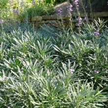 Erysimum hybr. 'Bowles Mauve'