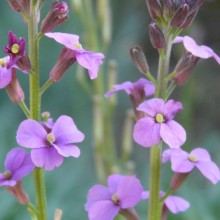 Erysimum hybr. 'Bowles Mauve'