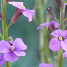 Erysimum hybr. 'Bowles Mauve'