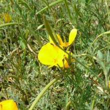 Eschscholzia californica
