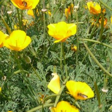 Eschscholzia californica